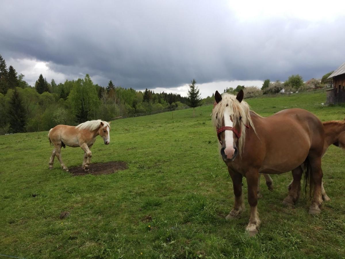 Cabana Belis Dealu Negru Buitenkant foto